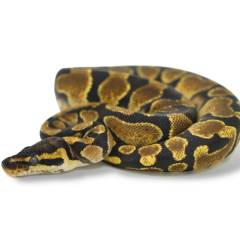 Baby Enchi Yellow Belly Ball Pythons