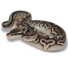 Baby Pewter Ball Pythons