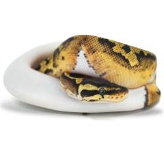 Baby Pastel Piebald Ball Pythons