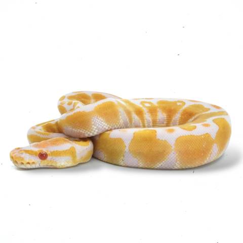 PAIR of Baby Albino Ball Pythons Special