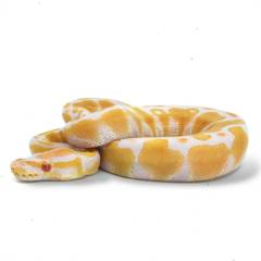 PAIR of Baby Albino Ball Pythons Special