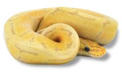 Baby Banana Enchi Pinstripe Ball Pythons