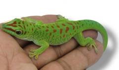 Baby Crimson Madagascar Giant Day Geckos