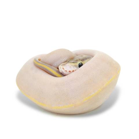 Baby Female Ivory Ball Pythons
