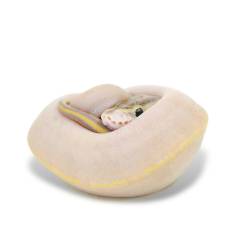 Baby Female Ivory Ball Pythons