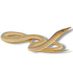 New Guinea Legless Lizards