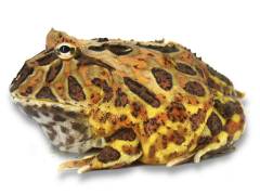 Adult Coffee Pacman Frogs