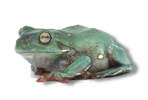 Medium Australian Whites Tree Frogs