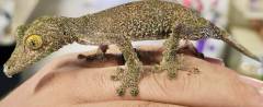 Super Mossy Leaf Tailed Geckos