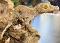 Super Mossy Leaf Tailed Geckos