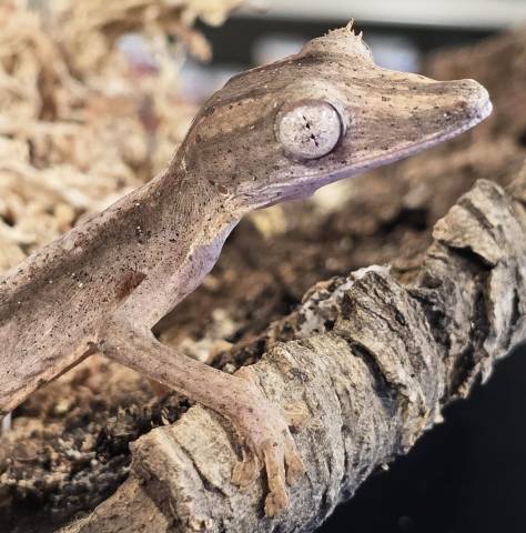 Lined Leaf Tailed Geckos