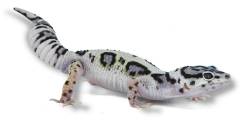 Baby Mack Snow Jungle Leopard Geckos