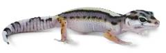 Baby Striped Mack Snow Leopard Geckos