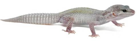 Baby Mack Snow Leucistic Leopard Geckos