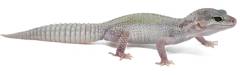 Baby Mack Snow Leucistic Leopard Geckos