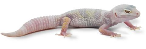 Baby Albino Mack Snow Leopard Geckos