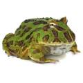Adult Green Pacman Frogs