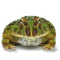 Adult Green Pacman Frogs