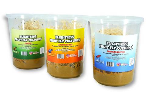 Fruit Fly Cultures (either melanogaster, hydei or golden hydei)