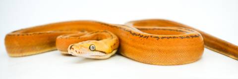 Baby Orange Glow Goldenchild Tiger Spitfire Reticulated Pythons