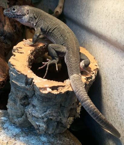 Sub Adult Male Black Lacerta