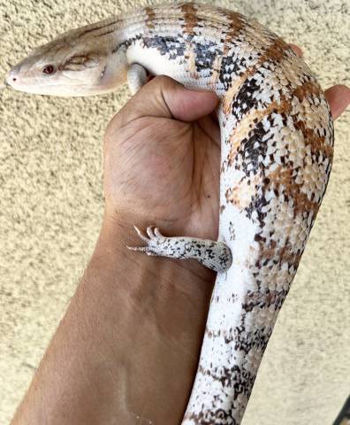 Adult Northern Blue Tongue Skinks
