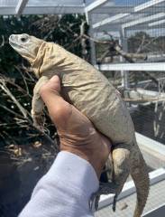 North Eastern Spiny Tailed Iguanas