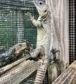 North Eastern Spiny Tailed Iguanas