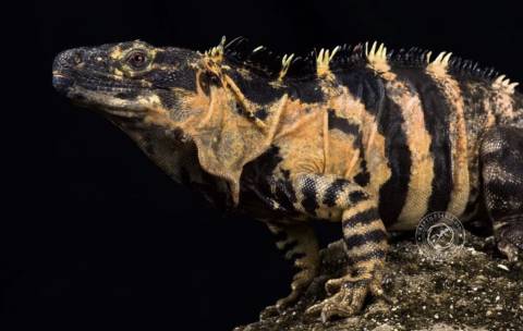 Banana Pectinata Spiny Tailed Iguanas