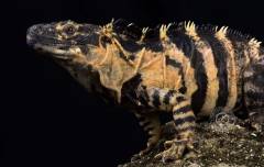 Banana Pectinata Spiny Tailed Iguanas