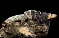 Black Chested Spiny Tailed Iguanas