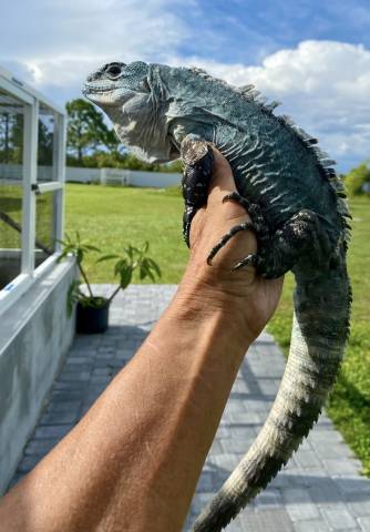 Utila Spiny Tailed Iguanas