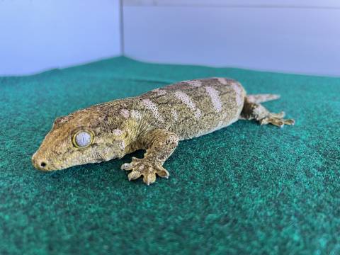 Adult Female Leachianus Geckos