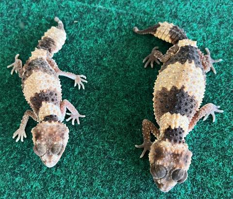 Banded Knob Tailed Geckos (wheeleri)