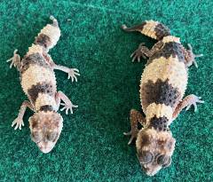Banded Knob Tailed Geckos (wheeleri)