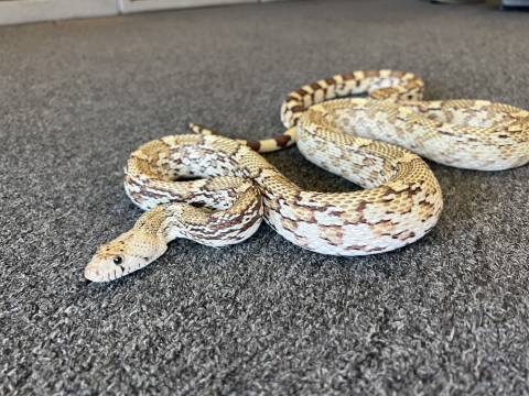 Adult Female Christmas Mountain Sonoran Gopher Snake