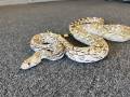 Adult Female Christmas Mountain Sonoran Gopher Snake