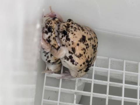 Baby Cookies And Cream Chubby Frogs