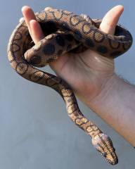 Anery Brazilian Rainbow Boa