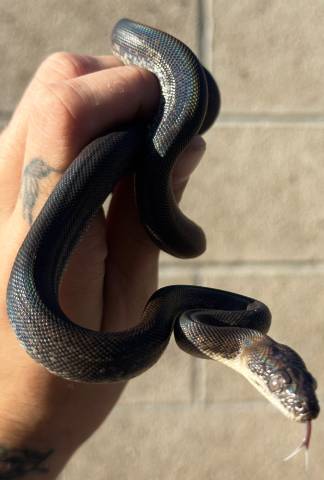 Male Macklotts Python