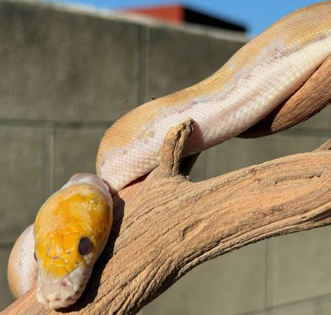 Baby Female Mochino Pied Reticulated Python
