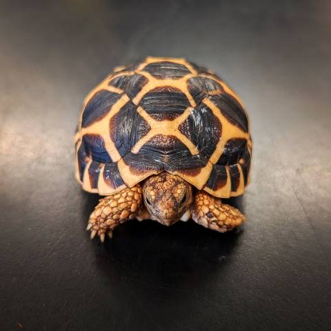 Baby Sri Lankan Star Tortoises
