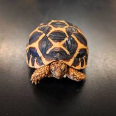 Baby Sri Lankan Star Tortoises