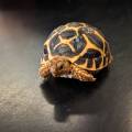 Baby Sri Lankan Star Tortoises