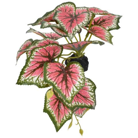 Komodo Small Standing Caladium
