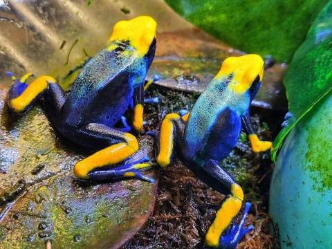 Peacock Tinctorius Dart Frogs