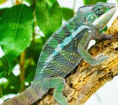 Sub Adult Male Cape Est x Ambilobe Panther Chameleons