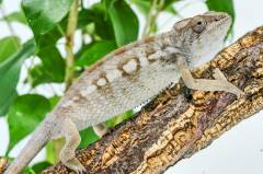 Sub Adult Female Cape Est x Ambilobe Panther Chameleons