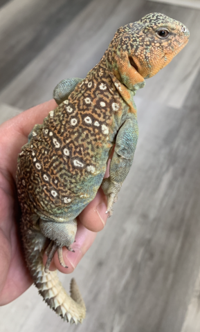 Baby Uromastyx ocellata