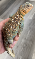 Baby Uromastyx ocellata